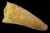 Cretaceous Fossil Crocodile Tooth - Morocco #117947-1